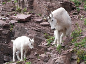 mountain goats