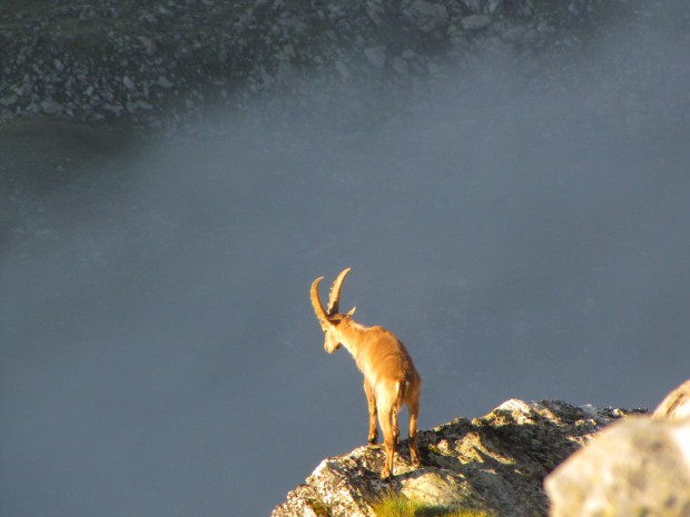 Ibex near the Pra-fleuri hut